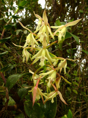 Epidendrum pichinchae