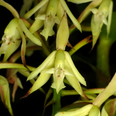 Epidendrum pichinchae
