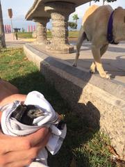 Crotophaga sulcirostris