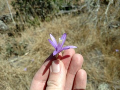 Brodiaea leptandra
