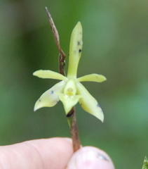 Epidendrum tandapianum