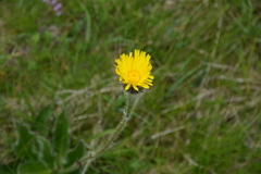 Hypochaeris maculata