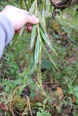 Epidendrum tandapianum