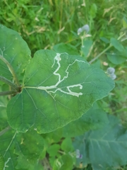 Phytomyza lappae