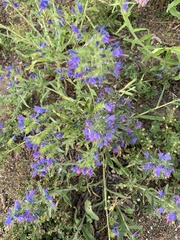 Echium vulgare