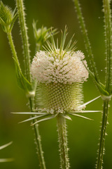Dipsacus laciniatus