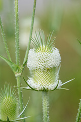 Dipsacus laciniatus