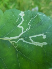 Phytomyza lappae