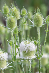 Dipsacus laciniatus