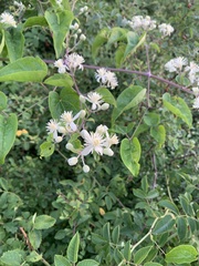 Clematis vitalba