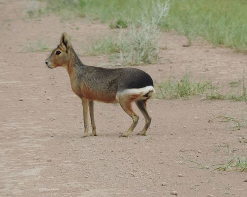 Patagonian Mara, photo 7 of 10