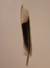 Streptopelia decaocto