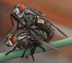 Sarcophagidae