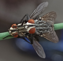 Sarcophagidae
