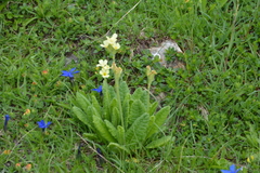 Primula elatior