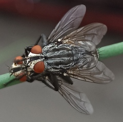 Sarcophagidae