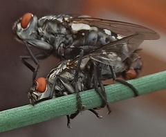 Sarcophagidae