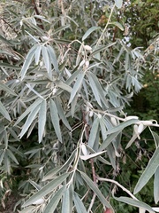 Elaeagnus angustifolia