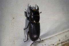 Dorcus parallelus