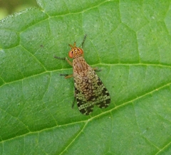 Euthycera