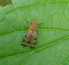 Euthycera