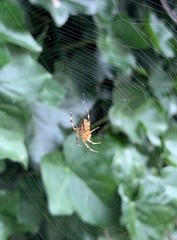 Araneus diadematus