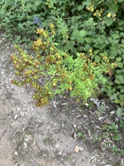 Hypericum perforatum