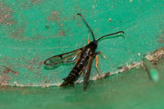 Synanthedon fulvipes