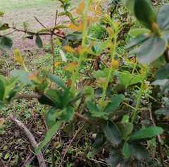 Berberis glaucocarpa