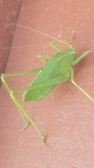 Platylyra californica