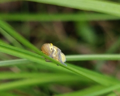 Cicadella