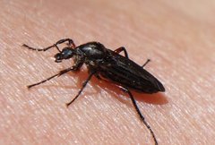 Bibio femoratus