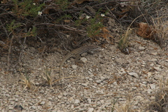 Aspidoscelis neotesselatus