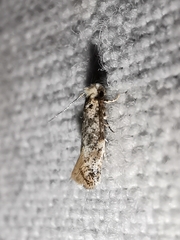 Infurcitinea