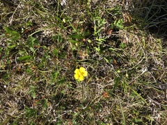Potentilla drummondii