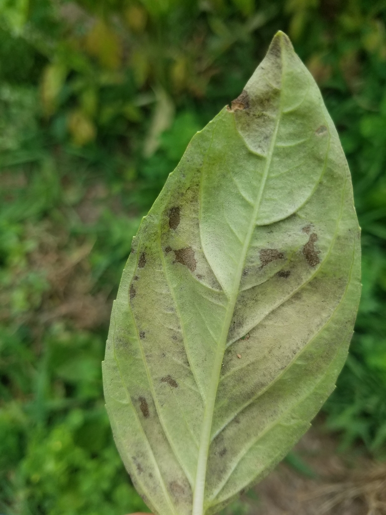 Basil downy mildew