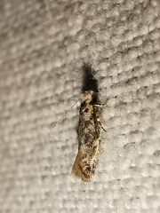 Infurcitinea