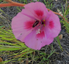 Clarkia gracilis sonomensis