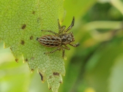 Marpissa radiata