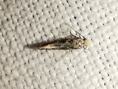 Infurcitinea