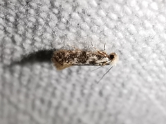 Infurcitinea
