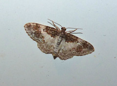 Hydrelia condensata