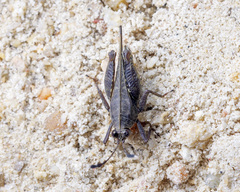 Phaesticus mellerborgi