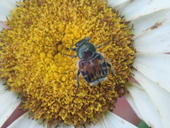 Trichiotinus affinis