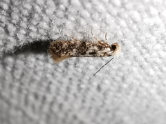 Infurcitinea
