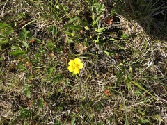 Potentilla drummondii