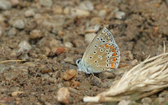 Polyommatus thersites
