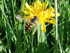 Eupeodes corollae