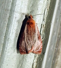 Olethreutes quadrifidum