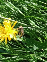 Eupeodes corollae